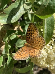 Speyeria callippe macaria