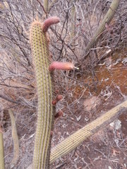 Cleistocactus buchtienii