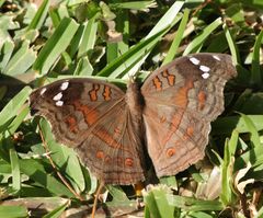Junonia natalica natalica