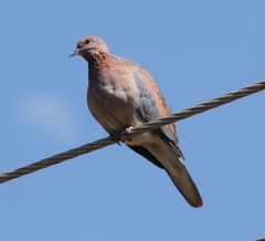 Streptopelia senegalensis