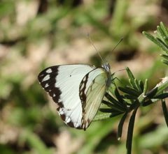 Belenois creona severina