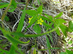 Lysimachia lanceolata