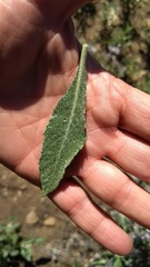 Eriodictyon trichocalyx lanatum