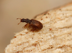 Cartodere constricta