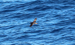 Pseudobulweria rostrata