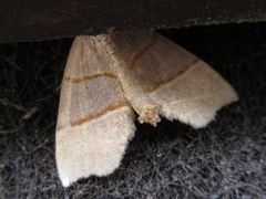 Gonepatica opalina