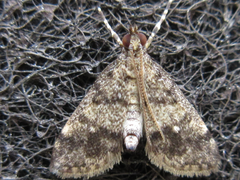 Dolicharthria bruguieralis