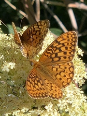 Speyeria callippe macaria