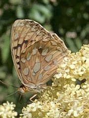 Speyeria callippe macaria