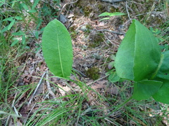 Silphium terebinthinaceum