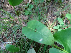 Silphium terebinthinaceum