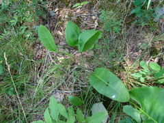 Silphium terebinthinaceum