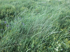 Thinopyrum intermedium intermedium