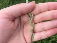 Thinopyrum intermedium intermedium