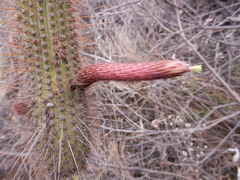 Cleistocactus buchtienii