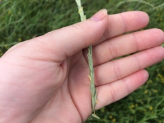 Thinopyrum intermedium intermedium