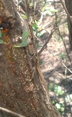 Sceloporus parvus