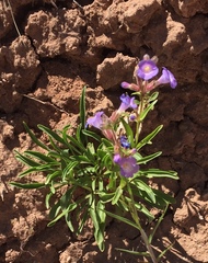 Penstemon goodrichii