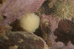 Aplidium glabrum