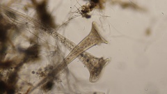 Stentor roeselii