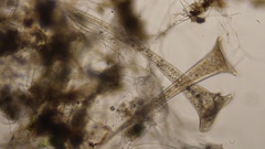 Stentor roeselii
