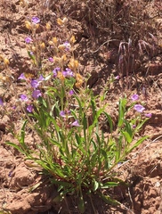Penstemon goodrichii