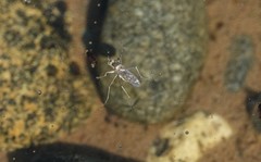 Hydrophorinae