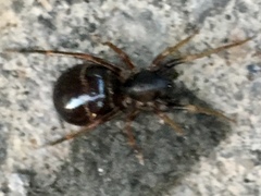 Castianeira cingulata