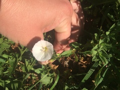 Convolvulus arvensis