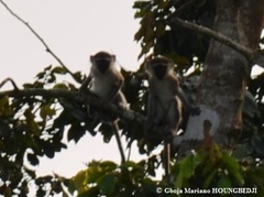 Chlorocebus tantalus