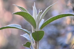 Astrotricha floccosa