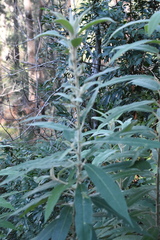 Astrotricha floccosa