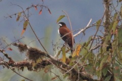 Entomodestes leucotis