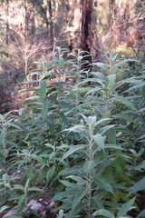 Astrotricha floccosa