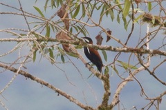 Entomodestes leucotis