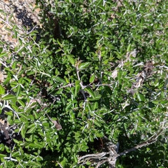 Ceanothus incanus