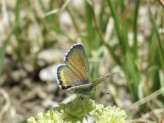 Euphilotes ancilla