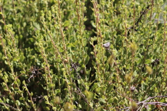 Hazardia squarrosa grindelioides