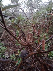 Banksia saxicola