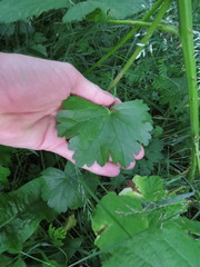 Sidalcea hendersonii