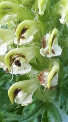 Pedicularis uralensis