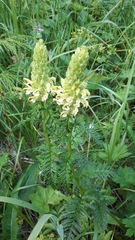 Pedicularis uralensis