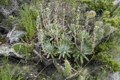 Dudleya virens insularis