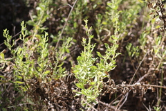 Hazardia squarrosa grindelioides