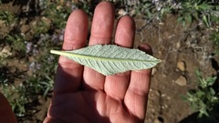Eriodictyon trichocalyx lanatum