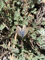 Icaricia icarioides evius