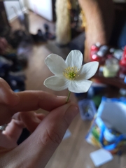 Anemonastrum canadense