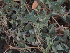 Atriplex maximowicziana