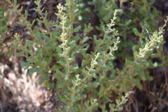 Hazardia squarrosa grindelioides