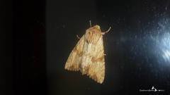 Apamea sublustris